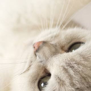 Kitten iPhone wallpaper