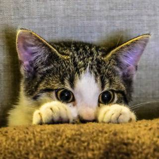 Kitten iPhone wallpaper