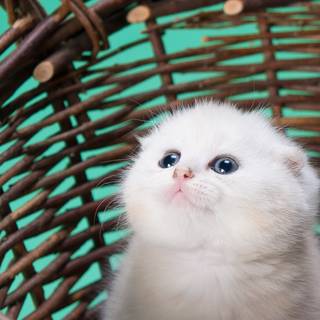 Kitten iPhone wallpaper