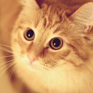 Kitten iPhone wallpaper