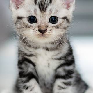 Kitten iPhone wallpaper