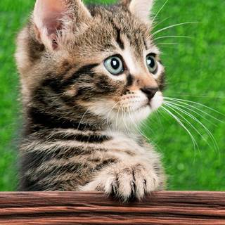 Kitten iPhone wallpaper