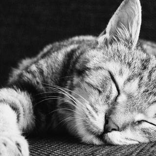 Kitten iPhone wallpaper