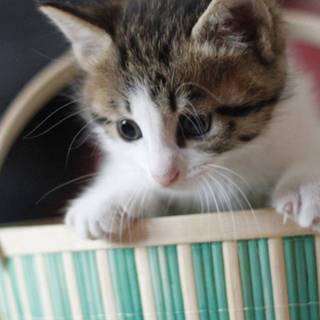 Kitten iPhone wallpaper