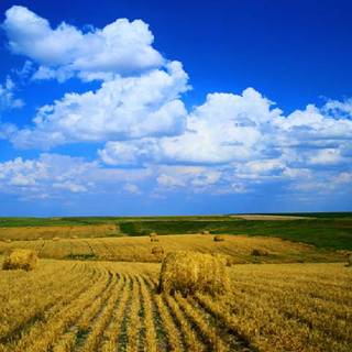 Thanksgiving harvest wallpaper