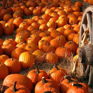 Thanksgiving harvest wallpaper