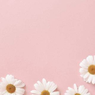 iPhone pastel flower wallpaper
