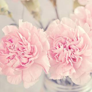 iPhone pastel flower wallpaper