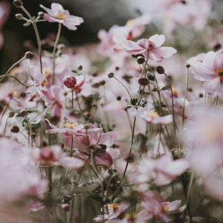 iPhone pastel flower wallpaper