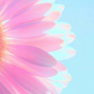 iPhone pastel flower wallpaper