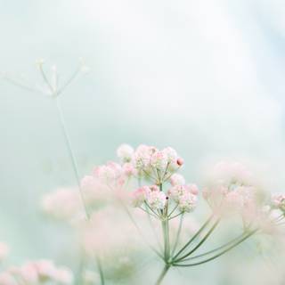 iPhone pastel flower wallpaper