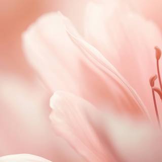 iPhone pastel flower wallpaper