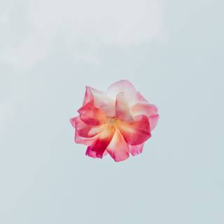 iPhone pastel flower wallpaper