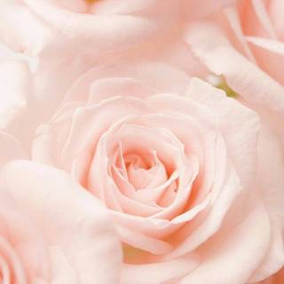 iPhone pastel flower wallpaper