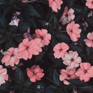 iPhone pastel flower wallpaper
