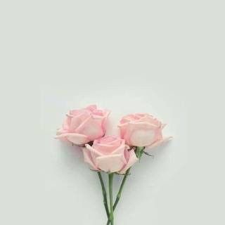 iPhone pastel flower wallpaper