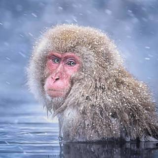 Winter monkey wallpaper