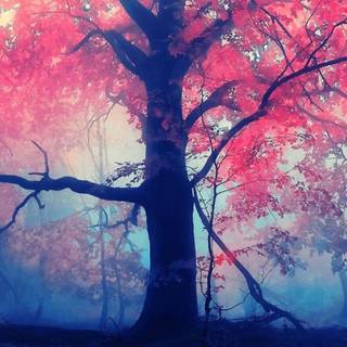 Red ultrawide wallpaper