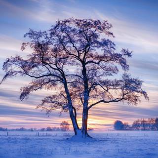 Winter tree 2560x1440 wallpaper