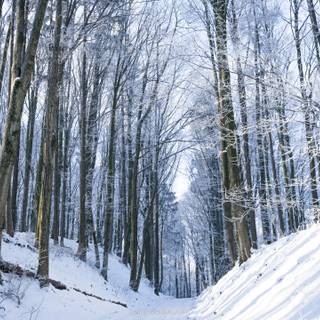 Winter tree 2560x1440 wallpaper