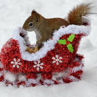 Christmas squirrel wallpaper