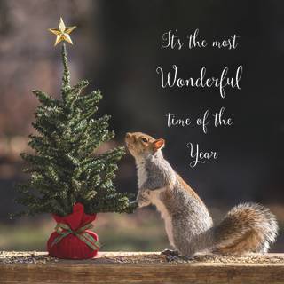 Christmas squirrel wallpaper