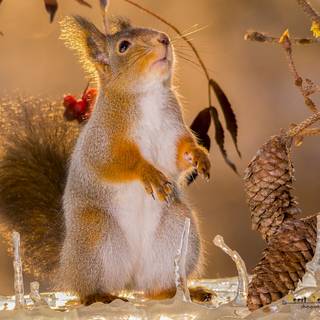 Christmas squirrel wallpaper