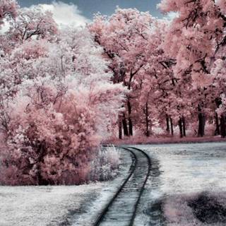 Aesthetic winter cute wallpaper