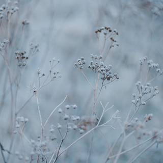 Aesthetic winter cute wallpaper
