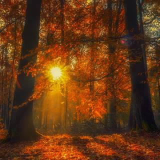 Autumn 4k PC wallpaper