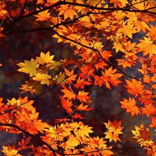 PC autumn cute wallpaper