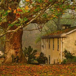 Autumn painting 3440x1440 wallpaper