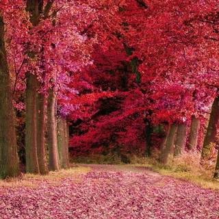 Pink autumn aesthetic wallpaper