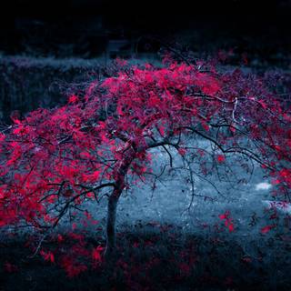 Light purple autumn wallpaper