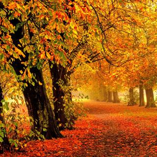 Autumn 4k PC wallpaper