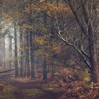 Autumn 4k PC wallpaper