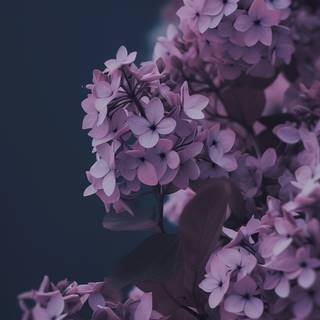 Aesthetic spring romance wallpaper