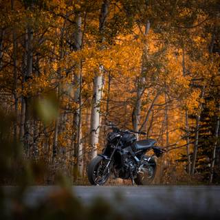 Motorcycle autumn wallpaper