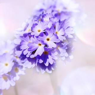 Pastel purple 4k wallpaper