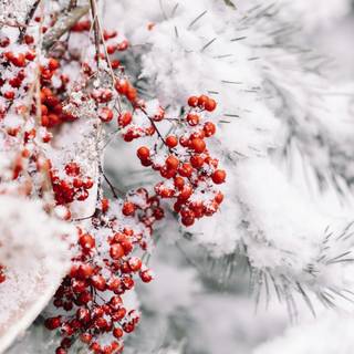 Christmas and snow wallpaper