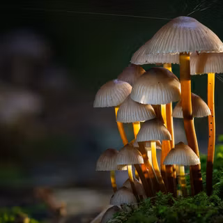 Mushrooms 4k wallpaper