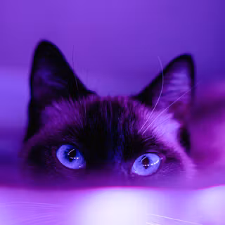 Purple portrait wallpaper