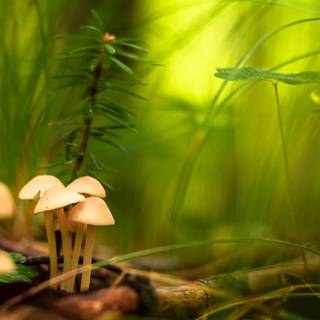 Mushrooms 4k wallpaper