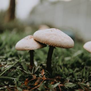 Mushrooms 4k wallpaper