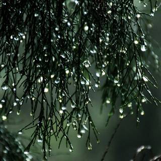 Rain drops 4k wallpaper