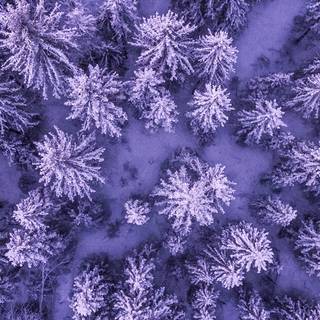 4k purple iPhone wallpaper