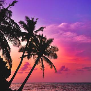 iPhone tropical wallpaper