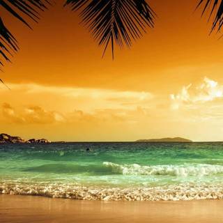 iPhone tropical wallpaper