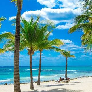 iPhone tropical wallpaper