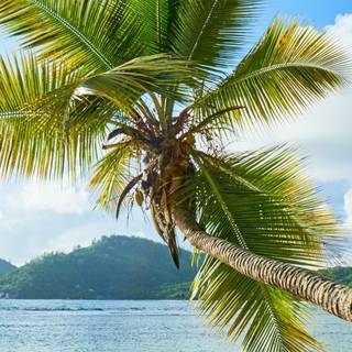 iPhone tropical wallpaper